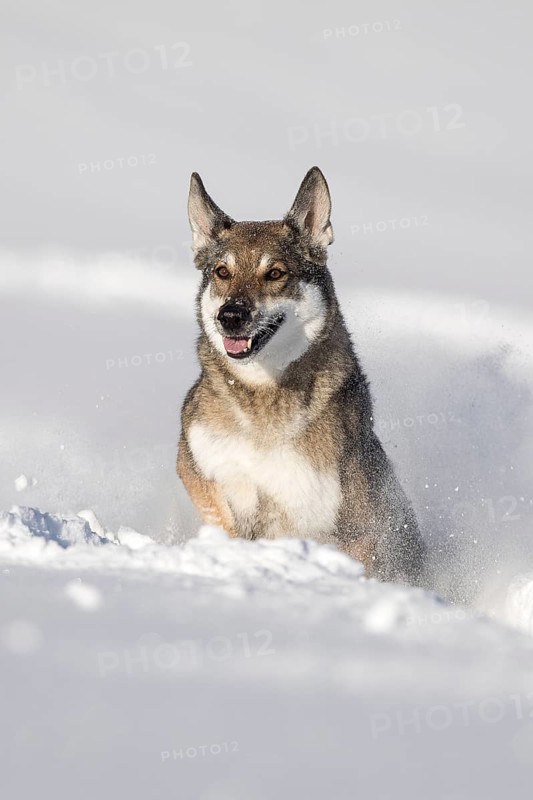 Shepherd dog mixed-breed playing in deep snow