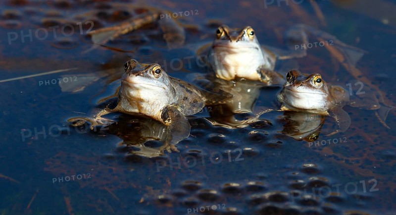 Moor frogs