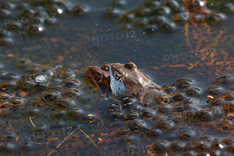 Moor frogs