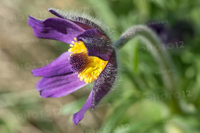 Mountain Anemone