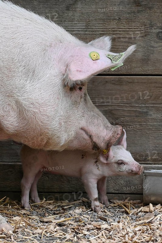 Sow with piglet
