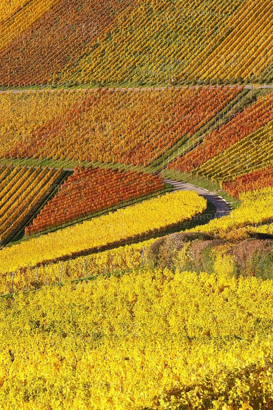 Vineyards wine in autumn colorful leaves colorful nature season in Stuttgart