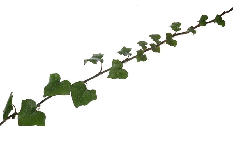Ivy vine
