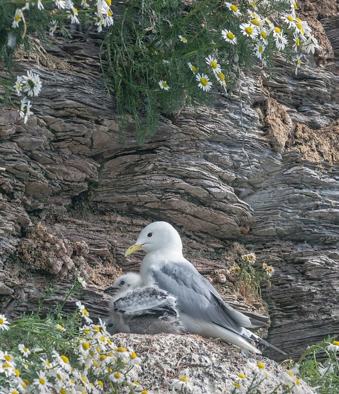Kittiwake