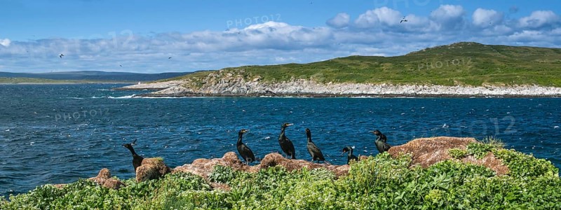 Common shag