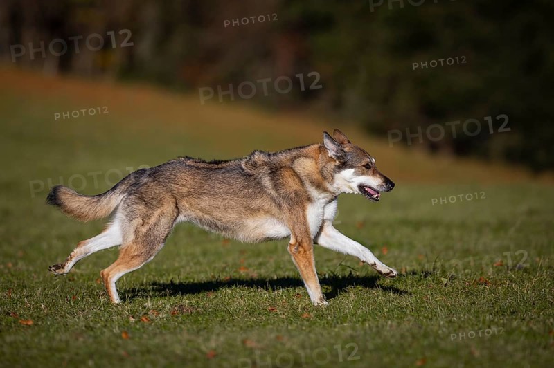 Shepherd dog mixed-breed