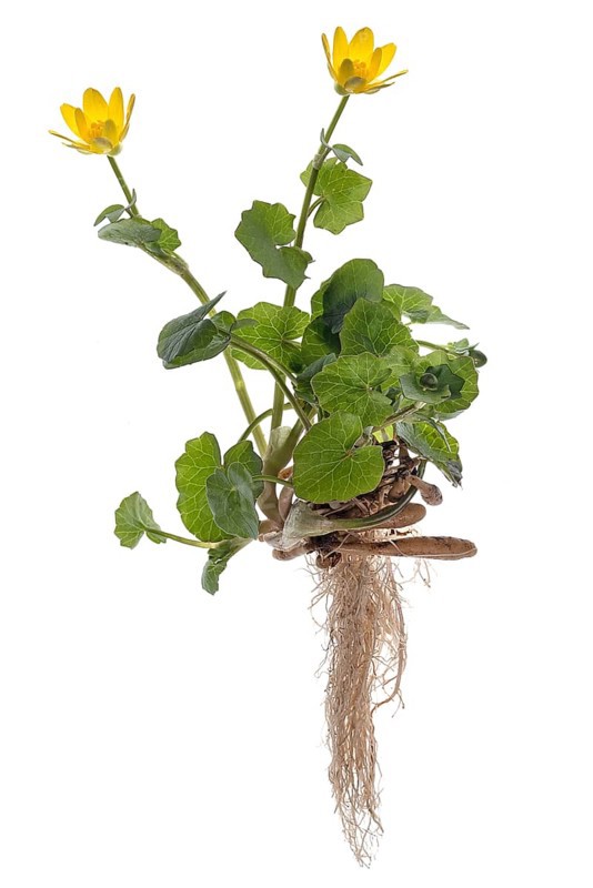 Lesser celandine