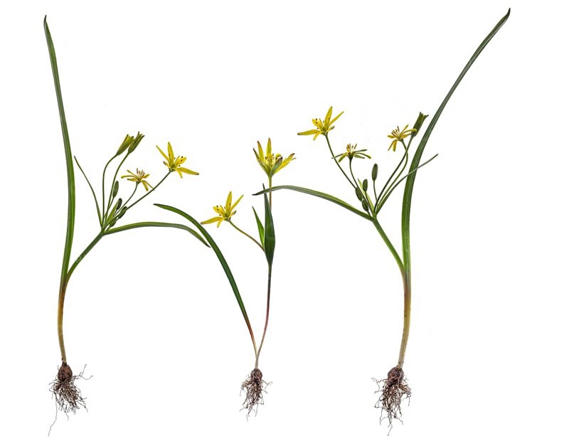 Yellow stars-of-Bethlehem