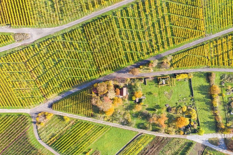 Vineyards wine in autumn nature season aerial view from above in Stuttgart
