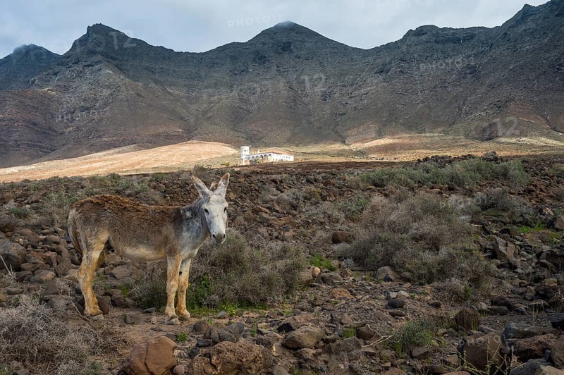 Donkey before Villa Winter in the rocky cliffs of Cofete