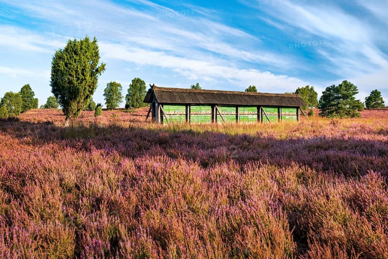 Typical landscape of the Lueneburger Heide with blooming heather