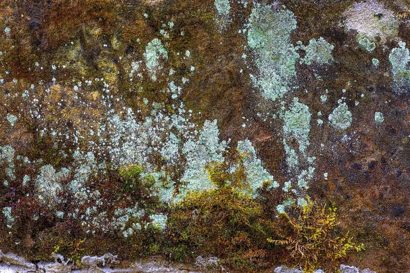Lichens and mosses on a lime sandstone