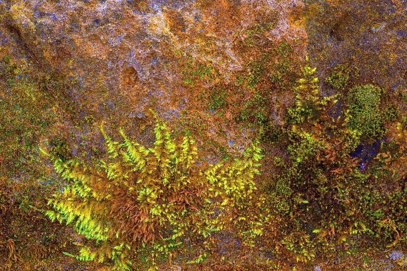 Mossy sand-lime brick