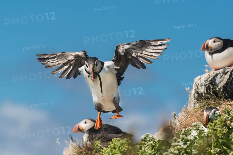 Puffin
