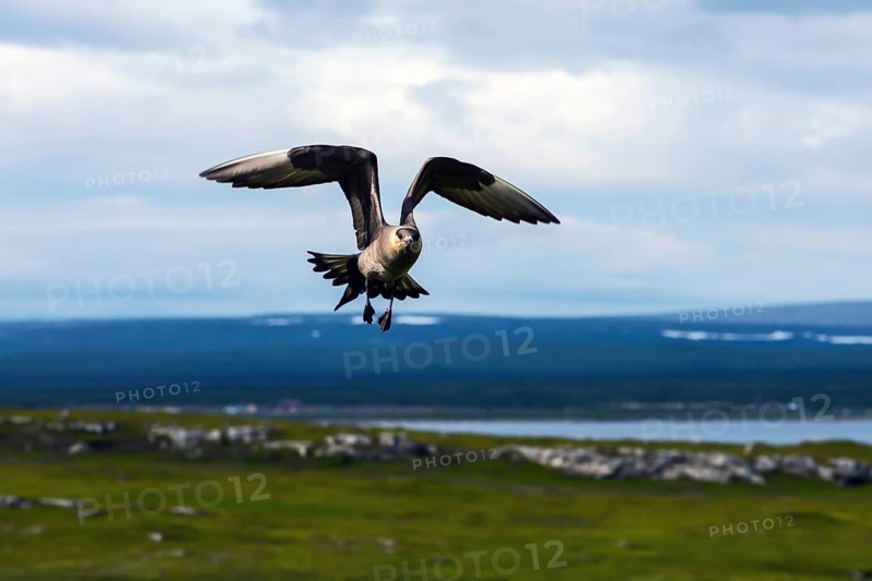 Arctic skua