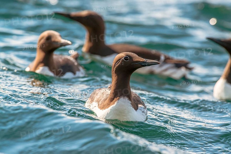 Common Common guillemot