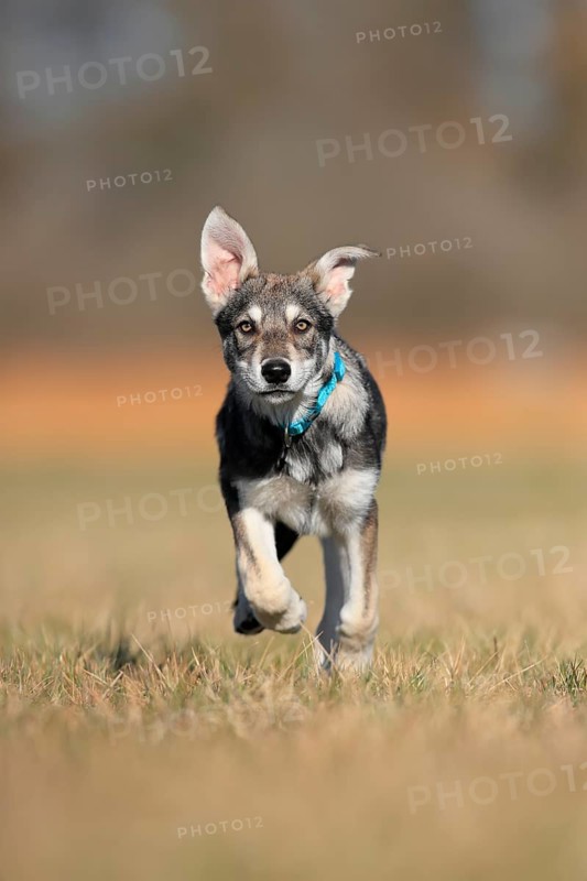 Marxdorf wolfhound