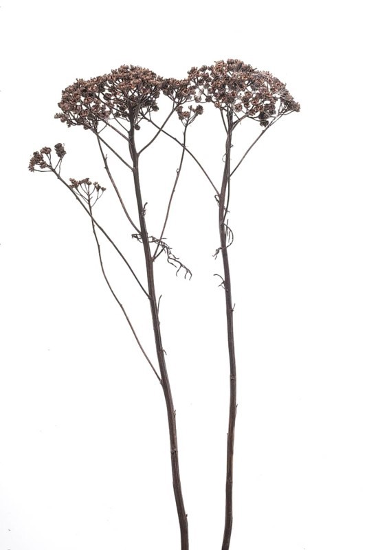 Dried up great orpine