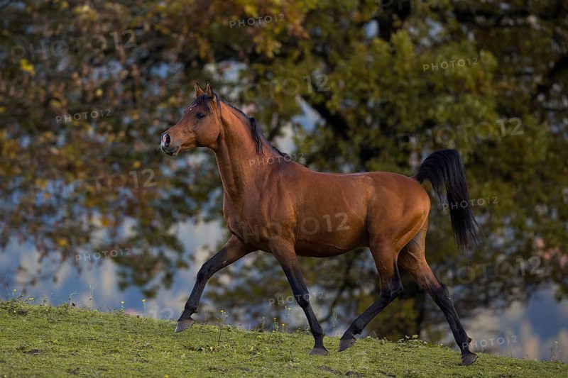 Brown thoroughbred arabian stallion in front of autumnal scenery