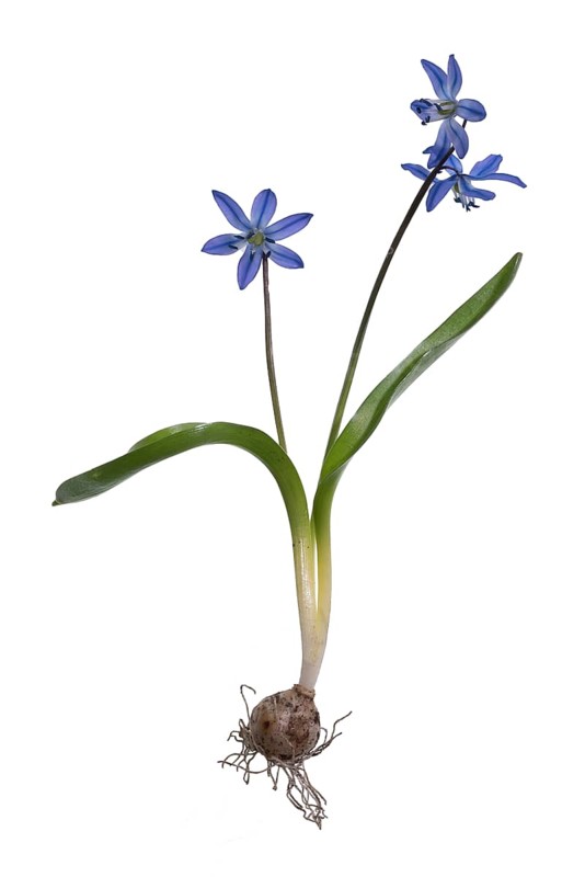 Squill