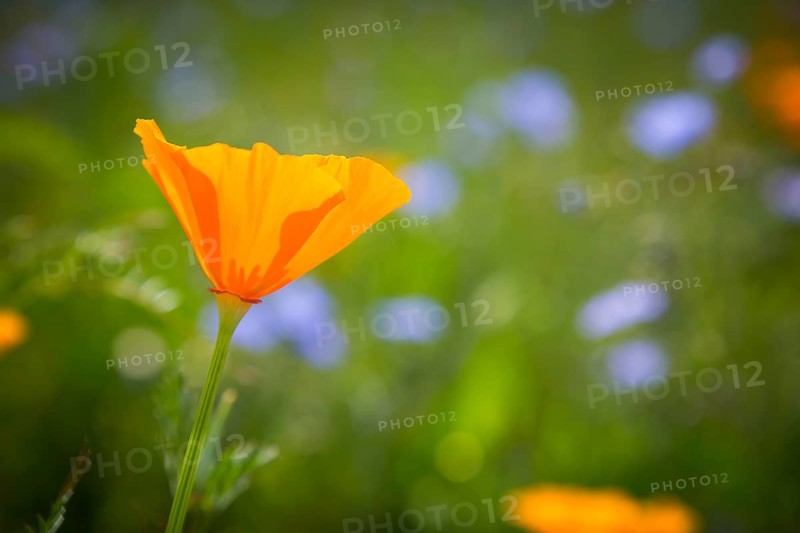 California poppy