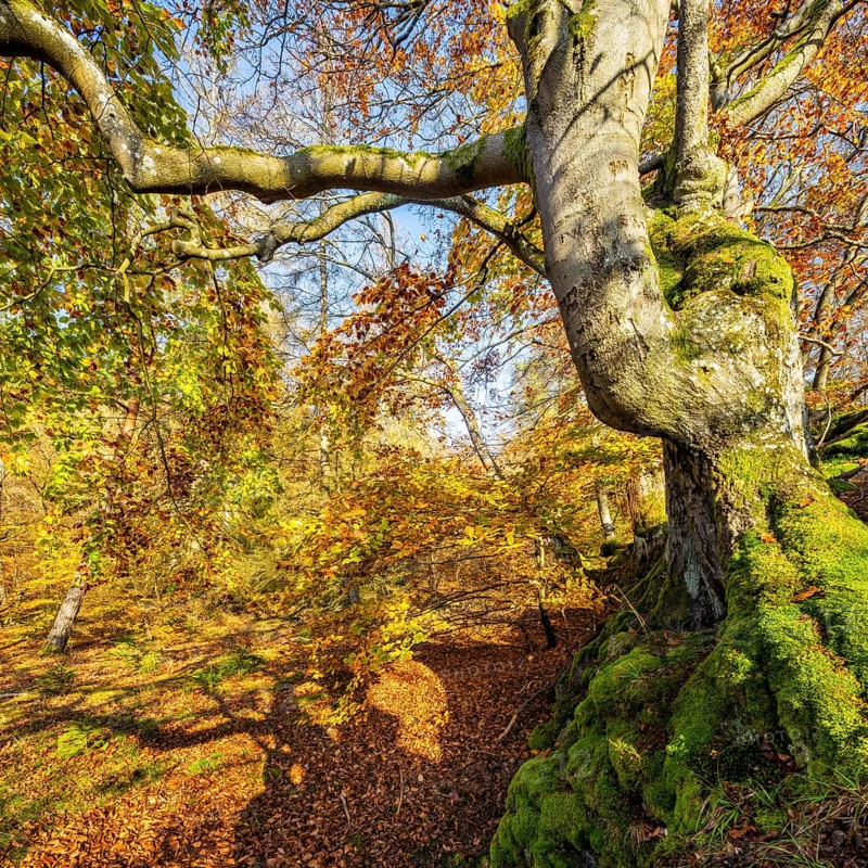 Gnarled old beech in autumn