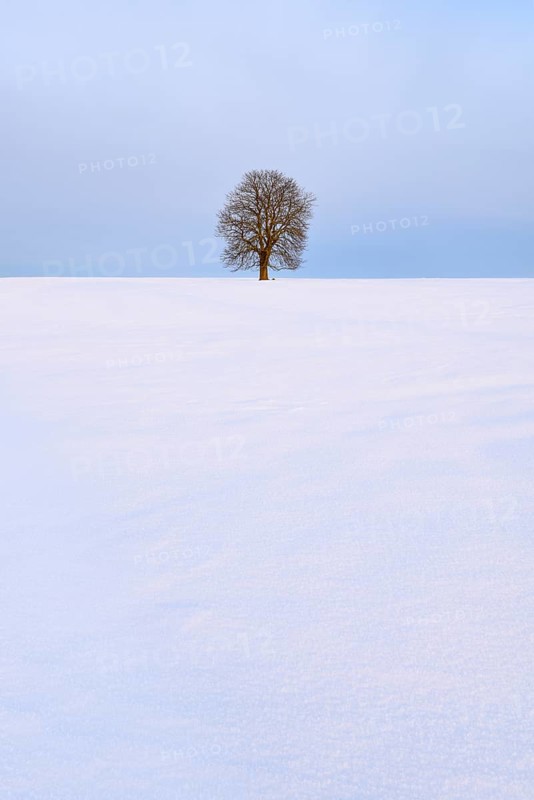 Solitary horse chestnut