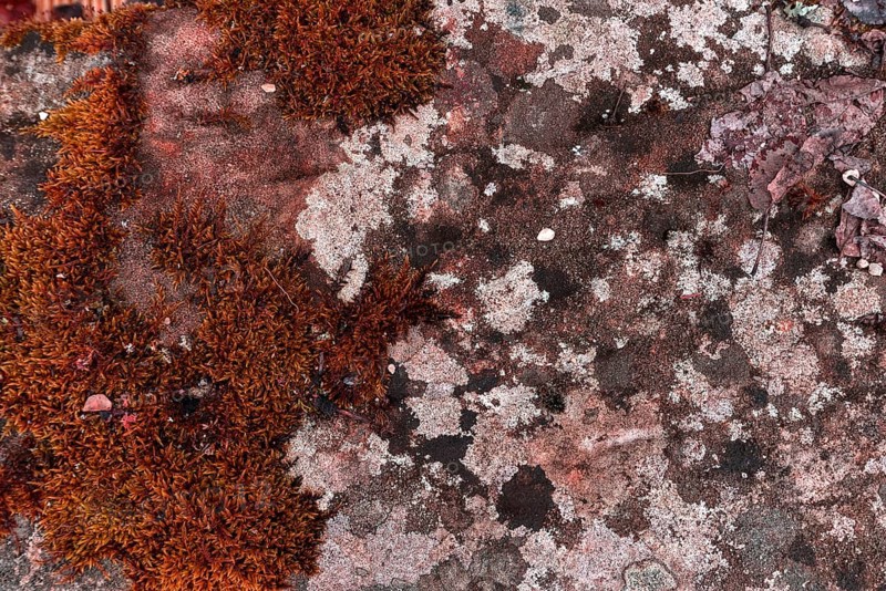 Various mosses on a lime sandstone
