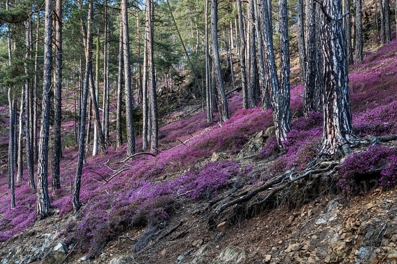 Flowering snow heather