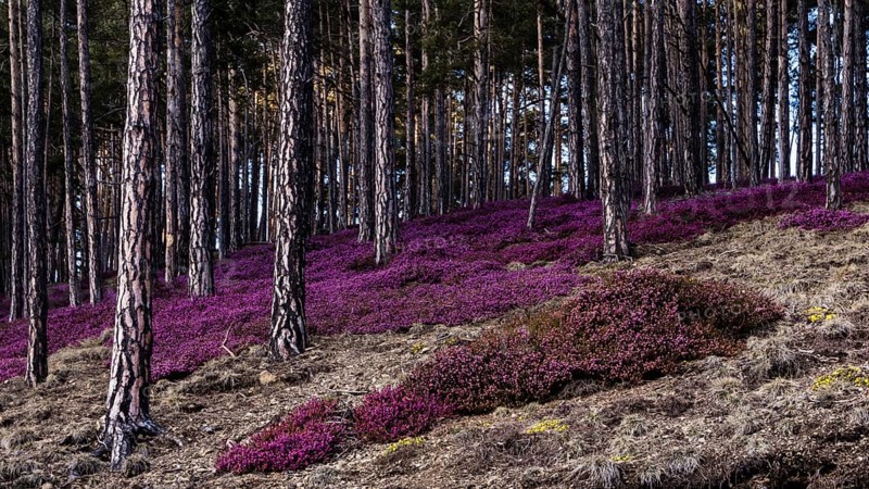 Flowering snow heather