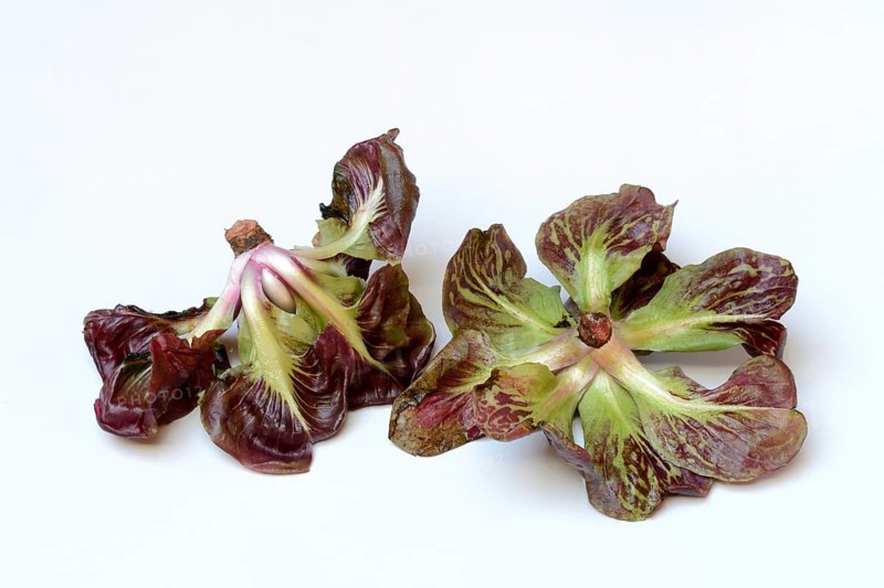 Cicorino