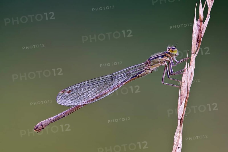 Azure damselfly