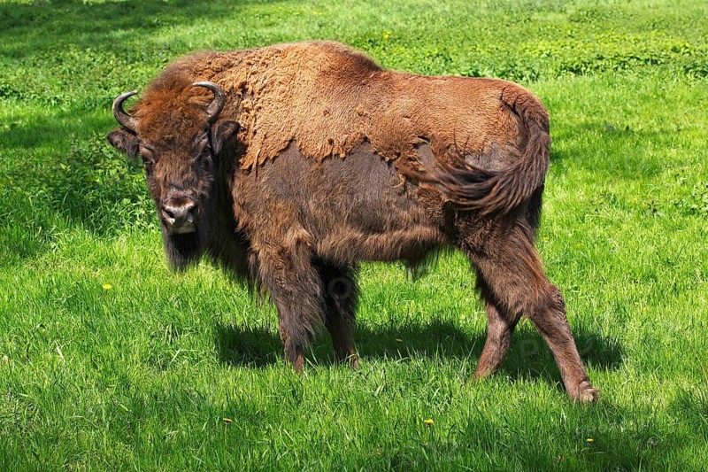 Bison