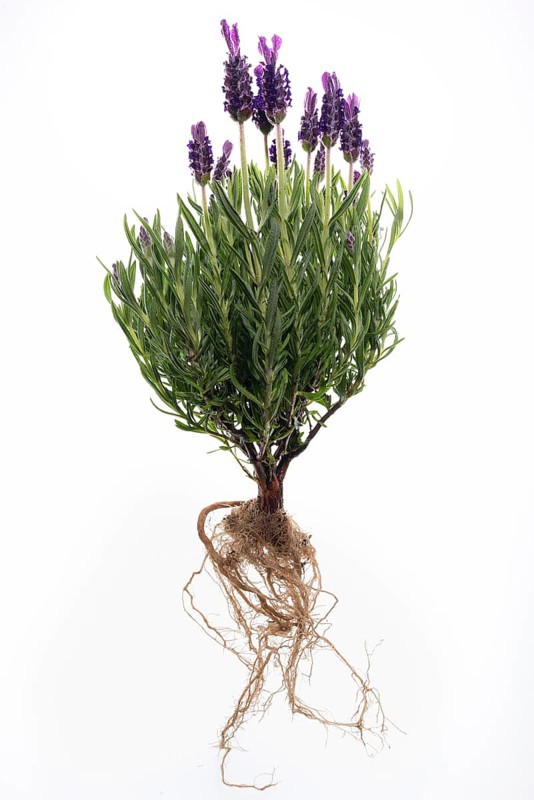 French lavender