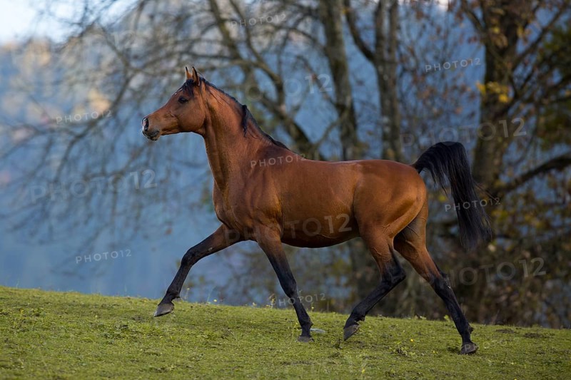 Brown thoroughbred arabian stallion in front of autumnal scenery