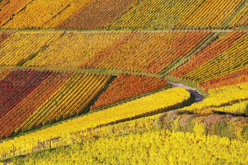 Vineyards wine in autumn colorful leaves colorful nature season in Stuttgart