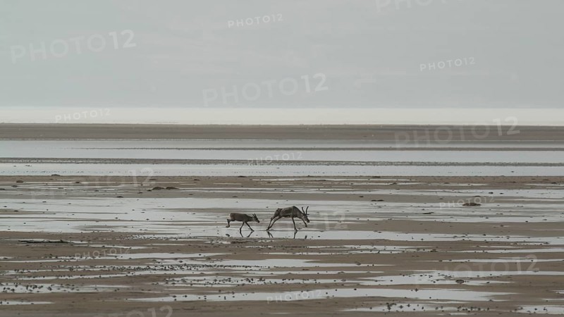 Reindeer