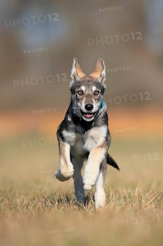 Marxdorf wolfhound