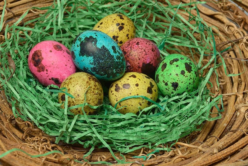Coloured quail eggs in nest