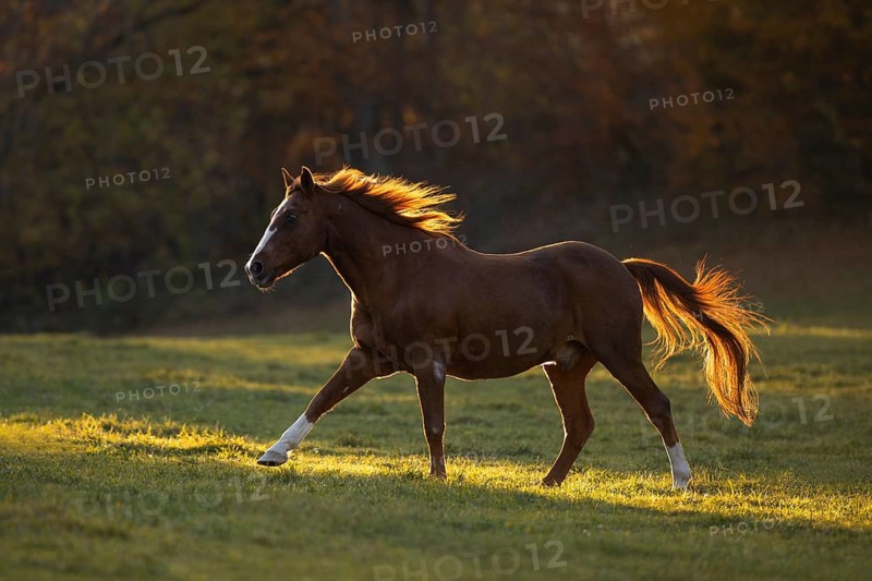 Chestnut warmblood gelding gallops across the pasture