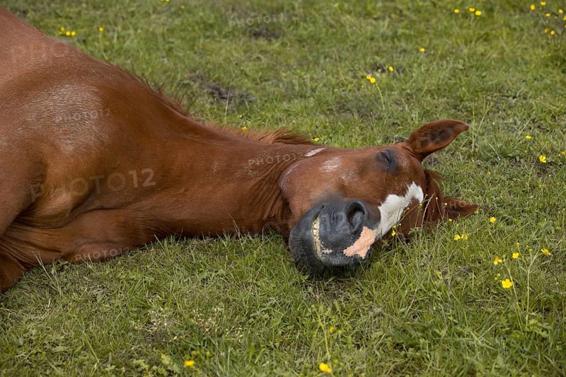 Sleeping warmblood gelding on pasture