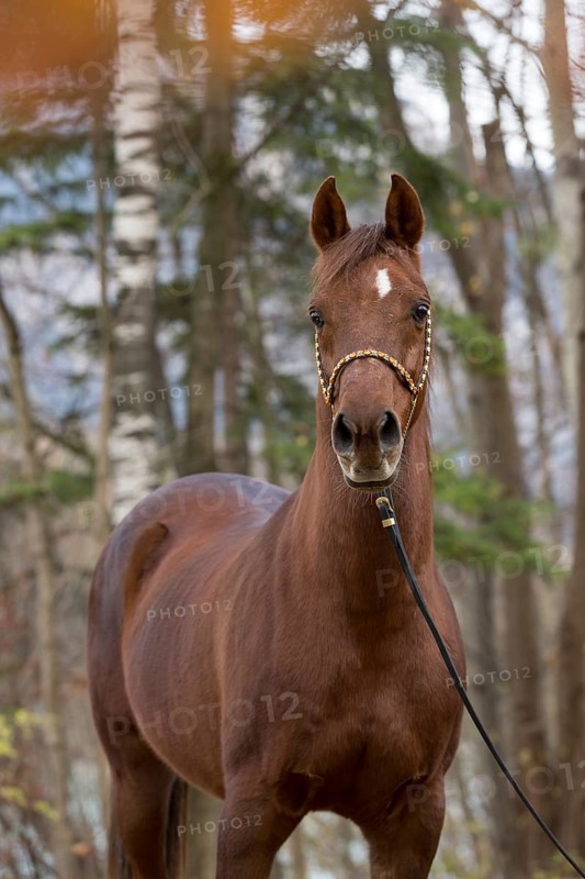Thoroughbred Arabian gelding chestnut in autumn portrait with decorative halter