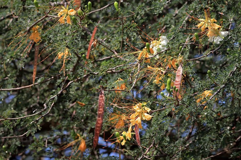 Royal Poinciana