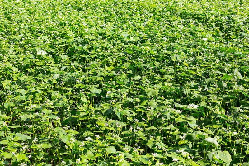 Field with buckwheat