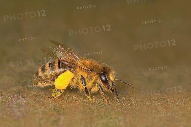 Honey bee