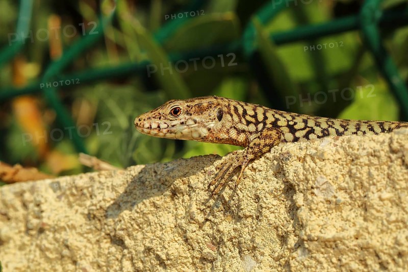 Wall lizard