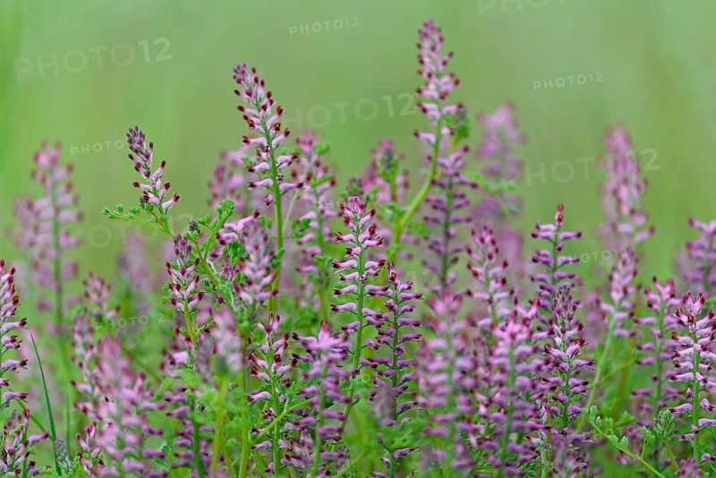 Common Fumitory