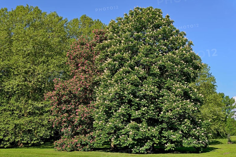 Horse chestnuts