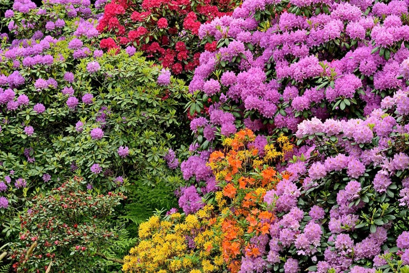 Rhododendron Park Bad Sassendorf