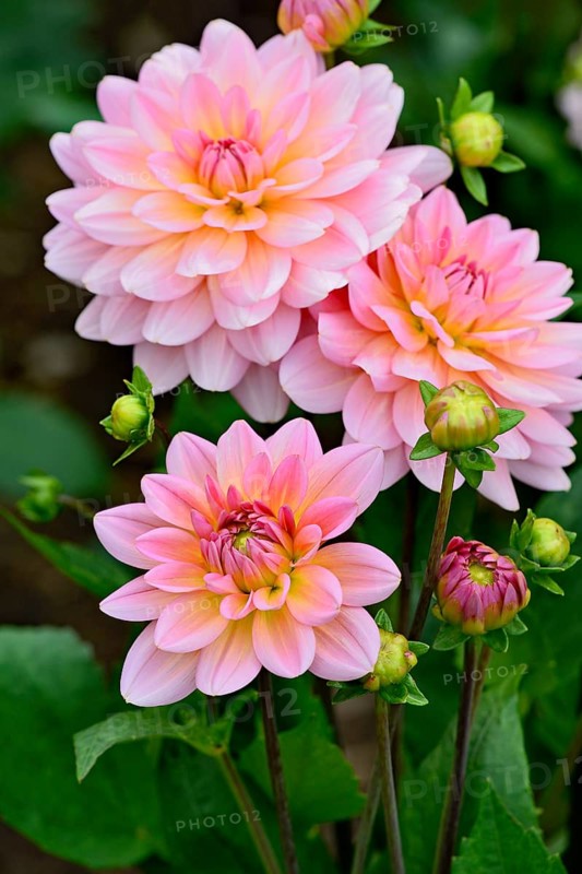 Decorative dahlia